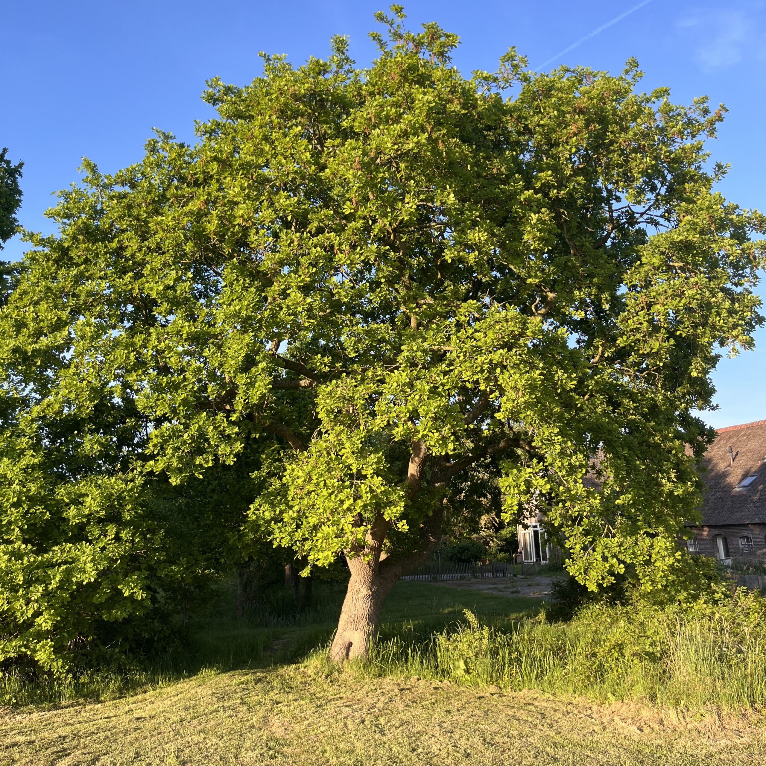 eik-vierkant