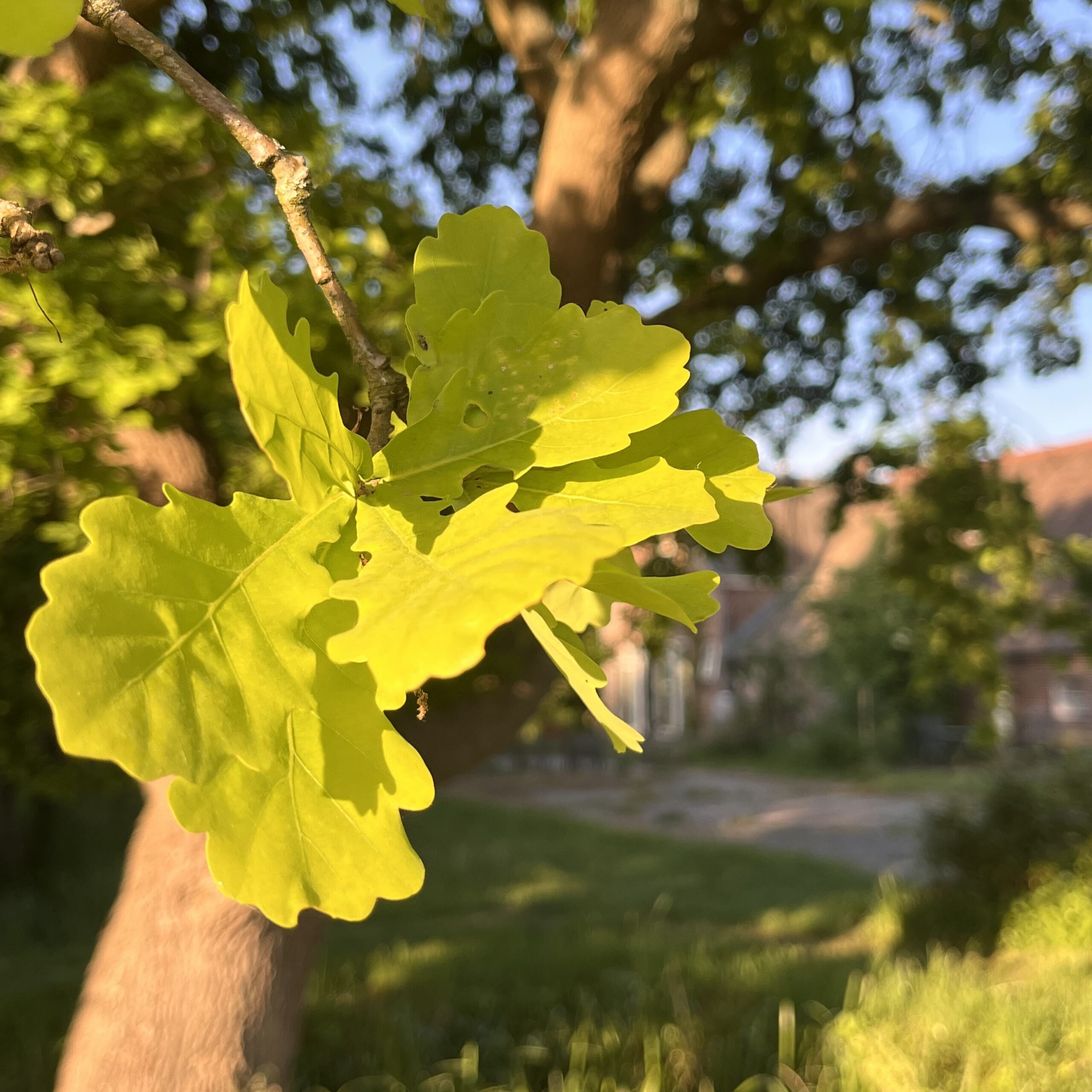 eikenblad-vierkant